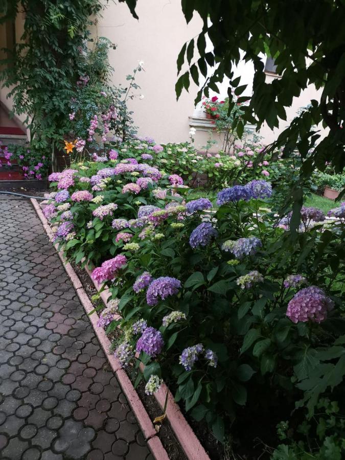 Vila Cerbul Albastru Hotel Монеаса Екстериор снимка