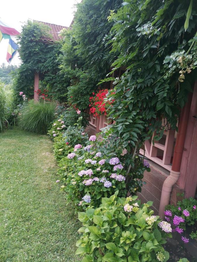 Vila Cerbul Albastru Hotel Монеаса Екстериор снимка