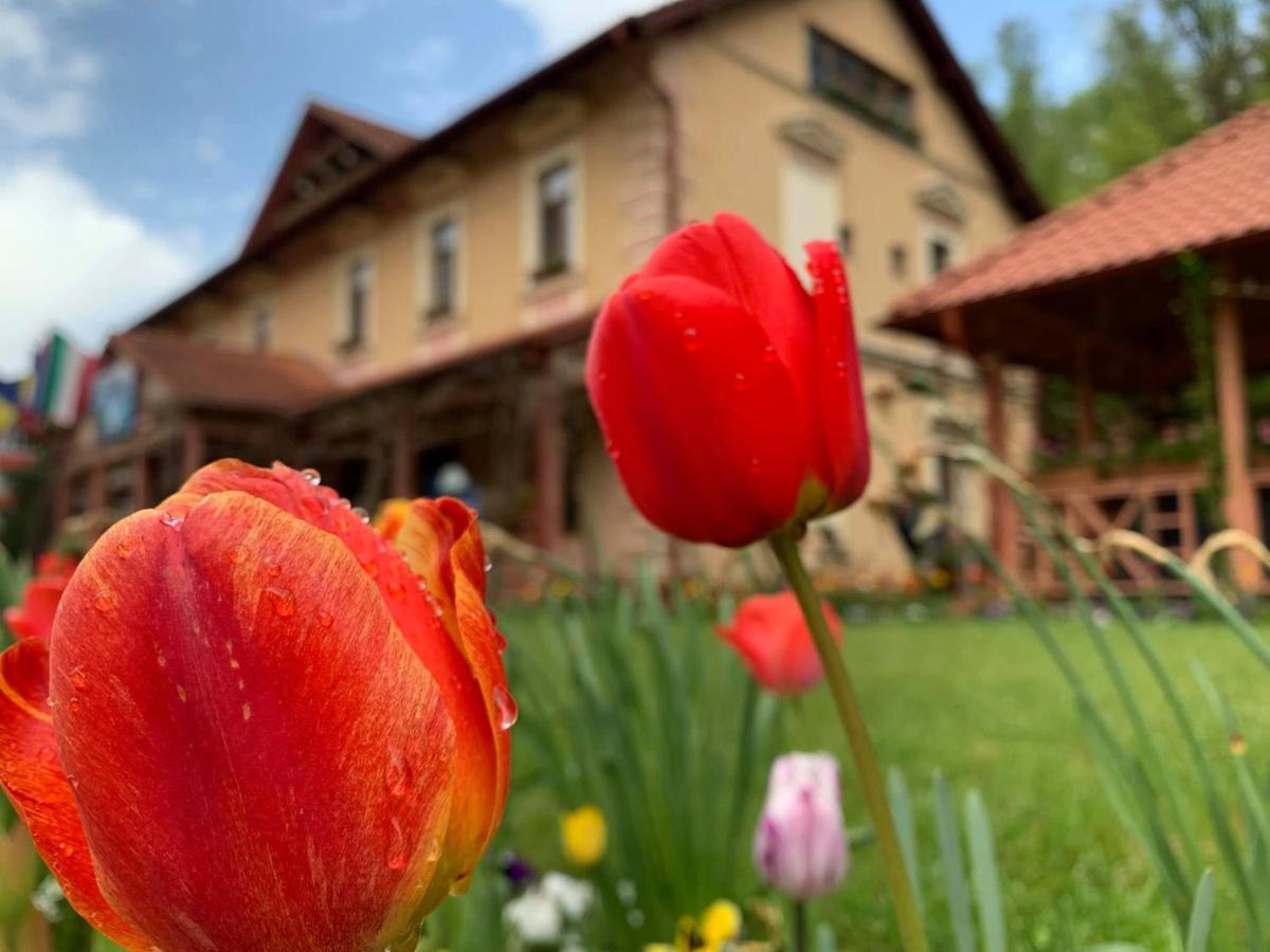 Vila Cerbul Albastru Hotel Монеаса Екстериор снимка